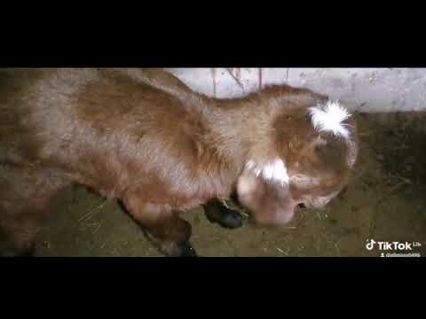 Видео: 2 ноября 2025 г.