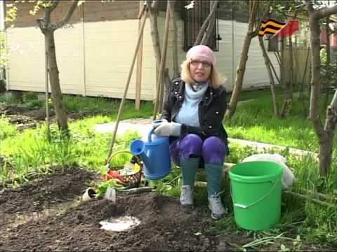 Видео: Лучки пучки.  Серия 143.  Высадка рассады огурцов в открытый грунт.