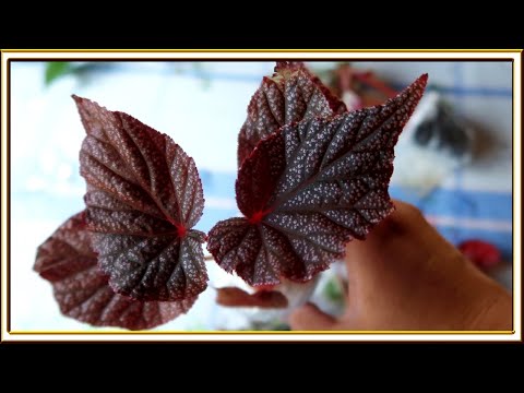 Видео: Распаковка новинок/ БЕГОНИИ и ФИКУСЫ