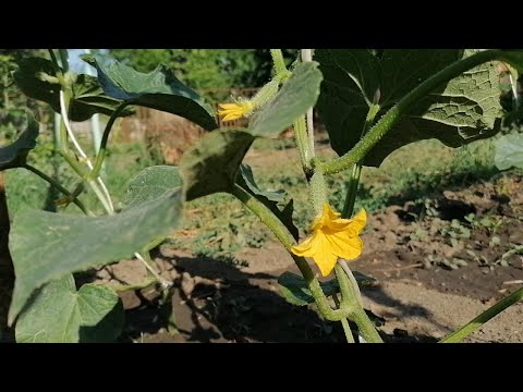 Видео: Огірки від насіння до врожаю! Збираємо врожай! Cucumbers from seed to harvest! Let's harvest!