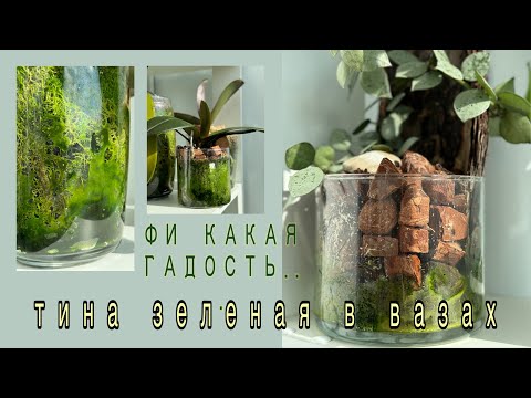 Видео: Что я делаю с налетом в посадках орхидей?!