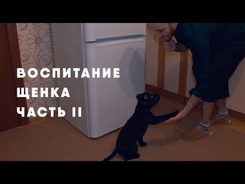 Видео: Воспитание щенка. Часть II