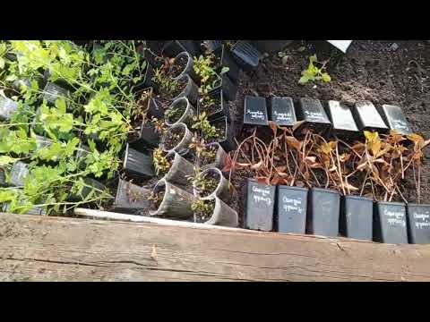 Видео: 8.10.2025г. Зимовка молодых черенков метельчатой гортензии.