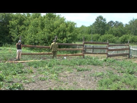 Видео: Строим выгоны для коров/Огород зарос/Прополка и Сезон ягоды открыт