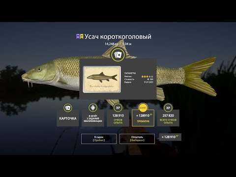 Видео: Бизнес Матчи Яма и Тунгуска. Усач Ахтуба. Стрим 5/10. Русская рыбалка 4. РР 4.