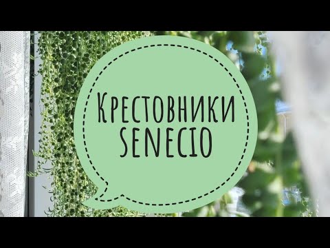 Видео: Крестовник или Senecio обзор видов