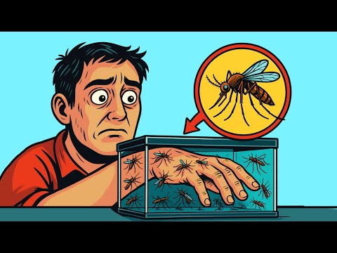 Видео: Вот что произойдет с вашим телом от 1000 укусов комаров