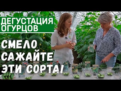 Видео: Дегустация сортов и гибридов огурцов. Самые урожайные сорта огурцов для теплиц и открытого грунта.