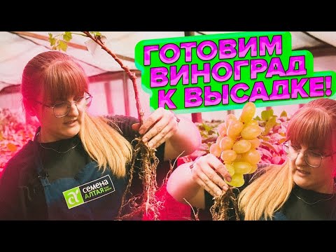 Видео: ПОСАДКА ВИНОГРАДА В ТЕПЛИЦУ. ПОДГОТОВКА САЖЕНЦА