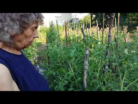 Видео: Тайните за Отглеждане на Хубави Домати съвети от Славка 2017 08 03 19 07 26
