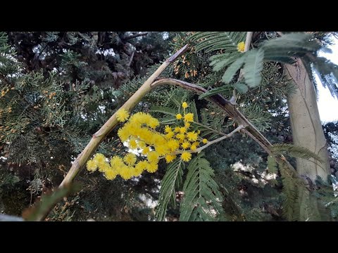 Видео: 11.03.2025  ВЕСНА ИДЁТ!  ВЕСНЕ ДОРОГУ!!!