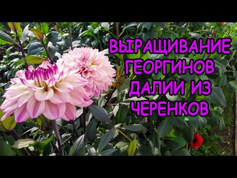 Видео: Георгины посадка весной и уход за рассадой. Как выращивать георгины из черенков. Выращивание далии.