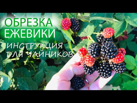 Видео: ОБРЕЗКА ЕЖЕВИКИ | ИНСТРУКЦИЯ ДЛЯ ЧАЙНИКОВ