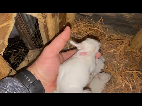 Видео: Осінь Кролики підросли. Кролики Панон домашнє утримання на сітках#rabbit @krolyky_ternopil 
