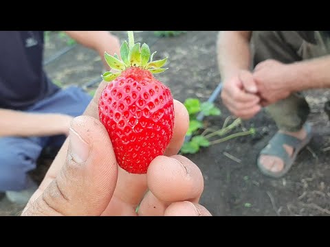 Видео: Клубника Маджестик - новейший высокоурожайный ремонтантный сорт итальянской селекции.Новинка 2019г