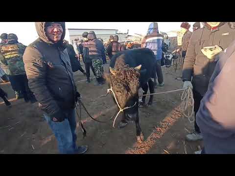 Видео: 3-ЯНВАРЬ/КАРАОЗЕК МАЛ БАЗАРЫ/2024-1-ВИДЕО