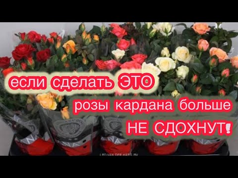 Видео: КАК ИЗ ГНИЛУШКИ СДЕЛАТЬ КРАСИВЫЕ РАСТЮШКИ. Розы кардана посадка и уход.