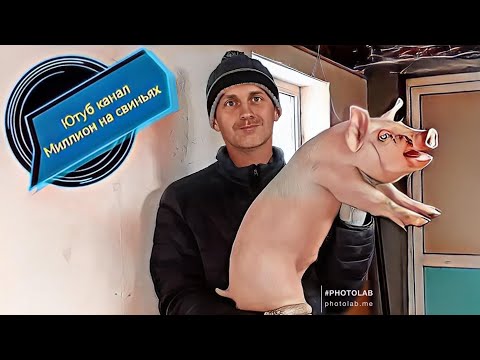Видео: Материнская линия F1 что это за гибрид в свиноводстве? Плюсы F1 ! Купил колеса на новый прицеп!