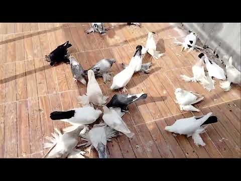 Видео: 28 апреля 2025 г.