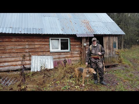 Видео: ОХОТА НА ЗАЙЦА С ГОНЧЕЙ ПО ЧЕРНОТРОПУ! ЗАНОЧЕВАЛИ В ТАЁЖНОЙ ИЗБЕ, ГОТОВИМ ЗАЙЦА НА КОСТРЕ!