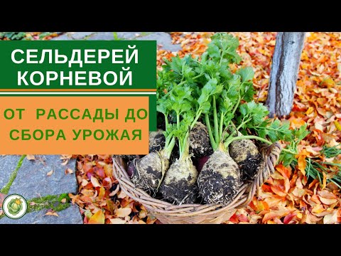 Видео: СЕЛЬДЕРЕЙ корневой - от рассады до сбора урожая//все тонкости выращивания