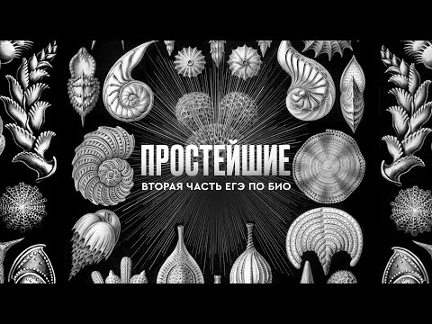 Видео: ВСЕ картинки по простейшим из второй части ЕГЭ 2025 по биологии