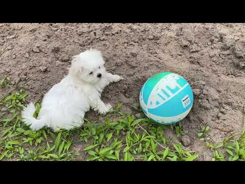 Видео: Играем с Молли в футбол ⚽️