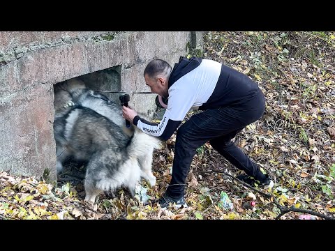 Видео: ПОЛЗУ ТУДА КУДА ВЕДУТ СОБАКИ