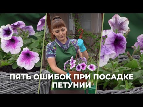 Видео: «Зеленее будет». Пять ошибок при посадке петунии