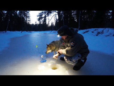 Видео: ЛЕСНАЯ РЕЧКА В ГЛУШИ. ПРОВЕРИЛИ ЖЕРЛИЦЫ НА РЕКЕ. ТАЁЖНАЯ ЖИЗНЬ. ХИЖИНА В ЛЕСУ. С СОБАКОЙ  В ЛЕСУ.