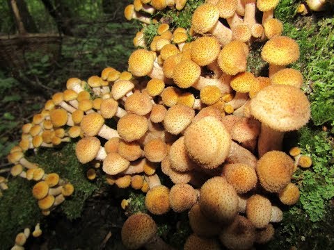 Видео: Осенние опята Подмосковья пошли массово! Июль 2019 года.