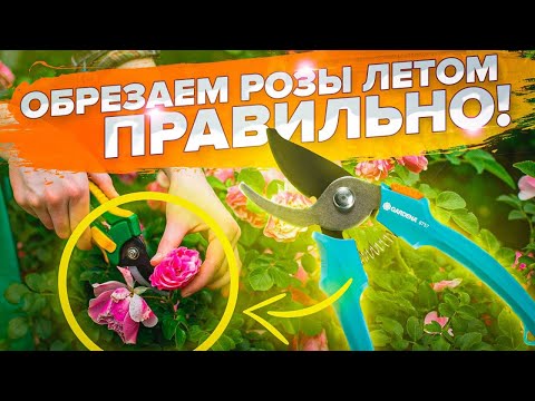 Видео: РОЗЫ В АВГУСТЕ. КАК ОБРЕЗАТЬ РОЗЫ ПО ТИПУ РОСТА? ЧАЙНО-ГИБРИДНАЯ, ФЛОРИБУНДА, ПЛЕТИСТАЯ и ШРАБ