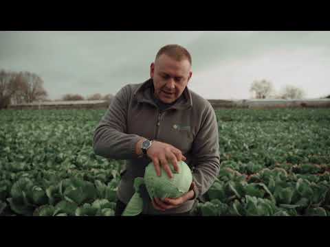 Видео: Презентация гибридов белокочанной капусты от компании Clause