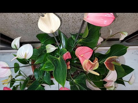 Видео: АНТУРИУМ любит эти ПРАВИЛА в уходе и выдает много цветов и листьев