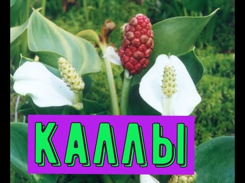 Видео: Каллы в горшке и в открытом грунте. Результаты всходов цветов из семян после неправильного хранения.