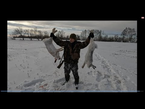 Видео: Потропили косых. Зайцы подпускают близко. Хорошо поохотились.