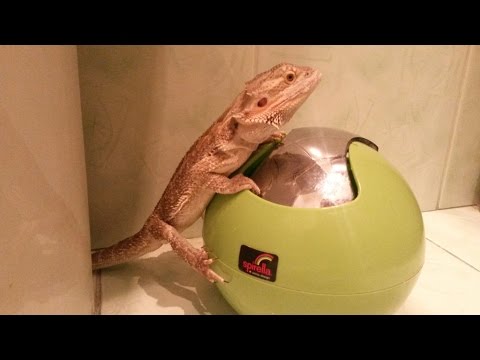 Видео: Бородатая агама: распорядок дня (1 часть)