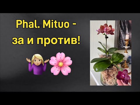 Видео: Коллекция phal. Mituo | пересадка бабочки Joseph Woo