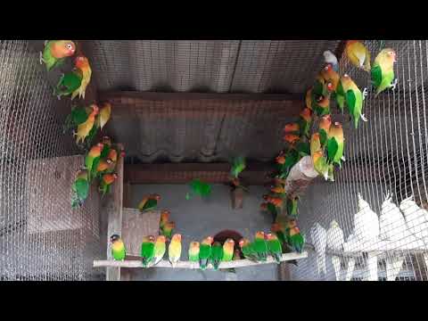 Видео: Попугаи неразлучники маска и фишера.
