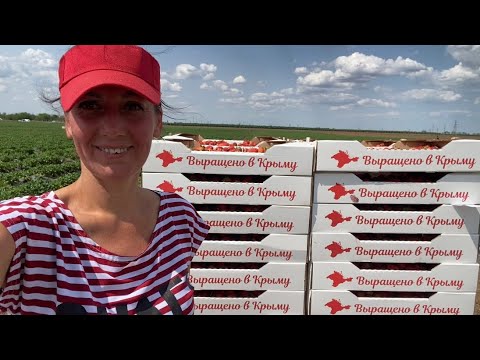 Видео: Сбор клубники 2 июня 2025г