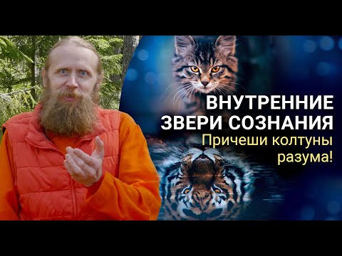 Видео: Внутренние звери сознания. От разрыва к цельности. Причеши колтуны разума.