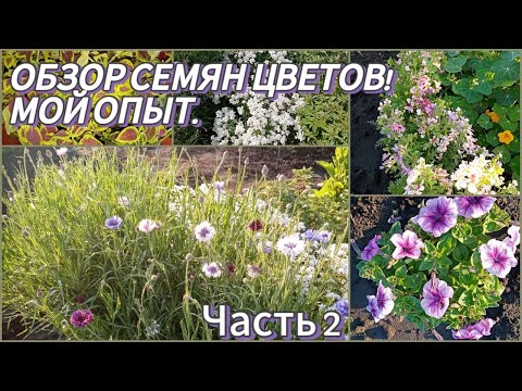 Видео: ОБЗОР СЕМЯН ЦВЕТОВ! МОЙ ОПЫТ.