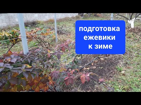 Видео: Подготовка ежевики к зиме