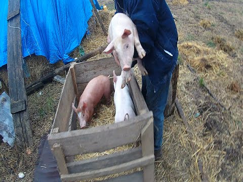Видео: Перший продаж поросят у новому році