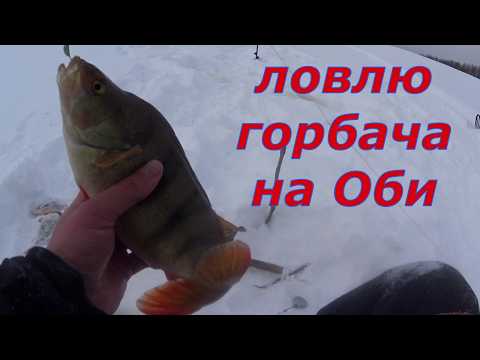 Видео: Горбачи гнут кивок. Эта мормышка ловит крупняк. Рыбалка на Оби.
