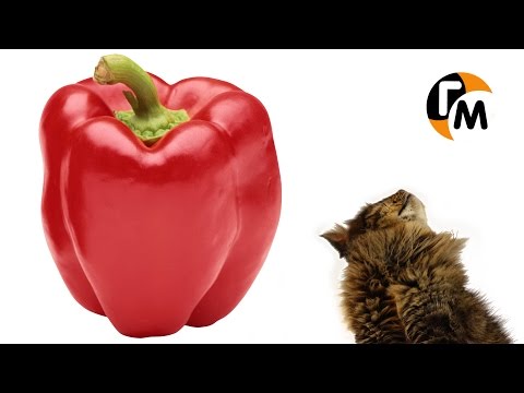 Видео: Фаршированный перец рецепт -- Голодный Мужчина, Выпуск 8