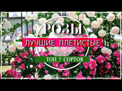 Видео: ТОП 7 ПЛЕТИСТЫХ РОЗ для Вашего САДА