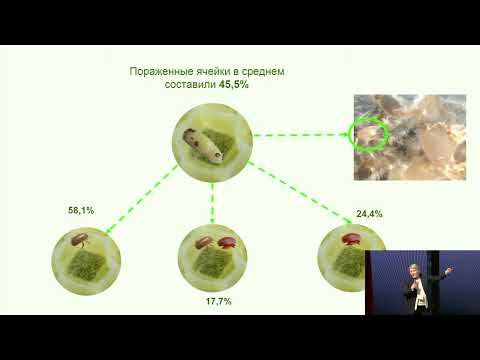 Видео: Инфестация пчелиных семей тропилелапсозом, профилактика, особенности лечения