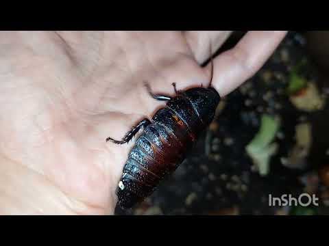 Видео: Мокрицы из 20шт в 20.000шт за 5 месяцев 😱