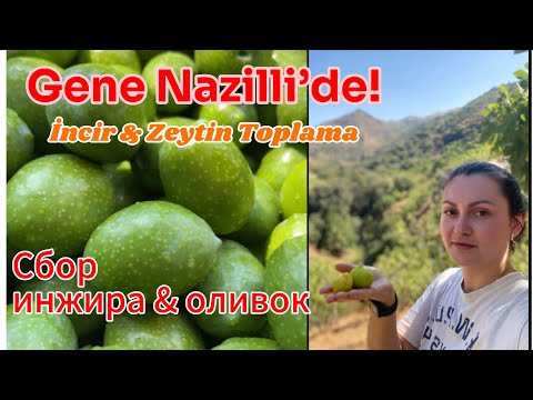 Видео: Nazilli’de Köy Hayatı: Zeytin & incir Topladık🌿 Сельская жизнь: собираем оливки & инжир 
